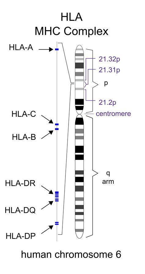 Human Leukocyte Antigen Hla System