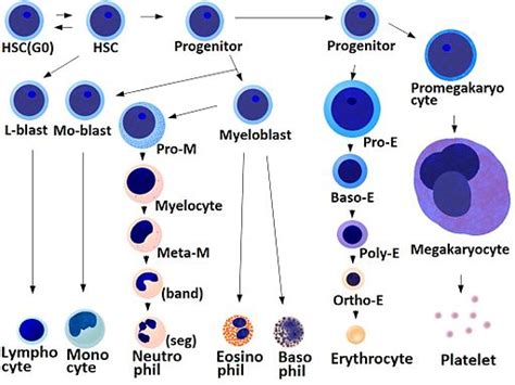 Cell Differentiation - Process and Steps, Specification/Determination