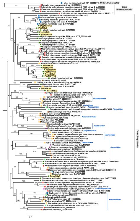 Maximum Likelihood Tree Raxml Depicting The Phylogenic Relationship