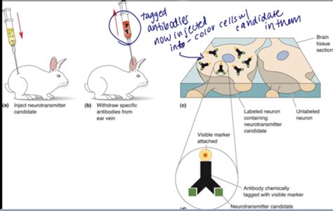 Chapter Neurotransmitter Systems Flashcards Quizlet