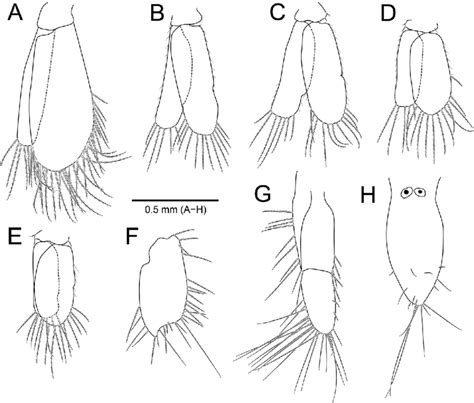 Amakusanthura Intermedia Sp Nov Holotype Female A Pleopod 1 B Download Scientific Diagram