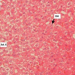 Photomicrograph H E Of Histological Skin Cuts In Wistar Rats Control