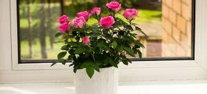 How To Grow Roses Indoors Full Guide By Fantastic Gardeners