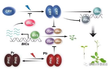 福建农林揭示隐花色素调控拟南芥对蓝光敏感性的分子机制