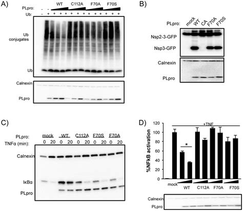 Deubiquitinating Activity And Nf B Antagonism Are Reduced By Mutation