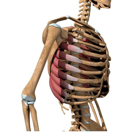 Serratus Anterior Origin Insertion Action Innervation The Wellness