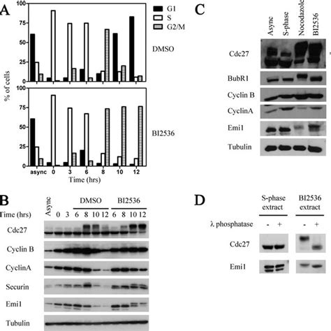 Effects Of Inhibition Of Plk In Hela Cells A G M Arrest In