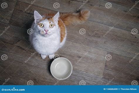 Cute Tabby Cat Looking To The Camera And Waiting For Food Stock Photo