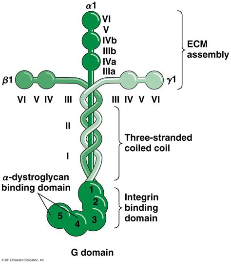 Laminina Capricorn Molecule Diagram Suffering Servant
