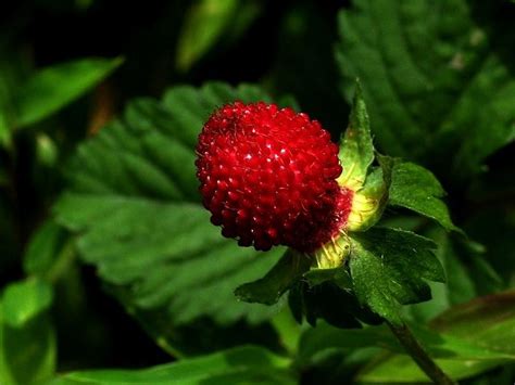 蛇莓种植后多久发芽有几种播种方法 花海建设 长景园林网