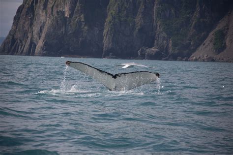 Seward Wildlife Tours: Whale Watching, Wildlife & Glacier Tours | Tours