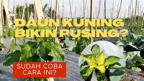 Cara Mengatasi Daun Kuning Pada Cabe Virus Gemini Youtube