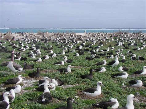 Kostenlose Bild Albatros Verschachtelung