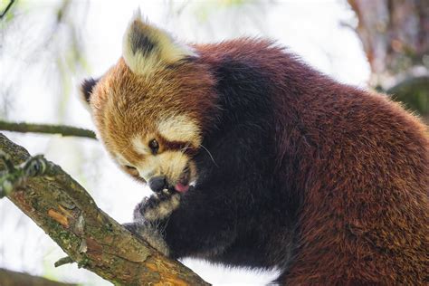 Red Panda Grooming A Red Panda Grooming On A Tree Tambako The