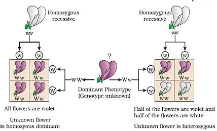 Chapter 5 Principles Of Inheritance And Variation Class 12th Quick