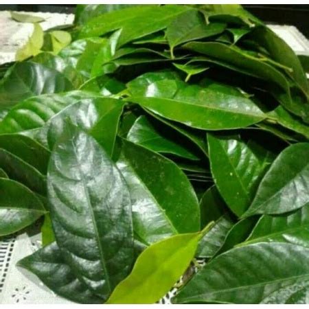 Jual DAUN PALA SEGAR 100LEMBAR DIPETIK LANGSUNG SAAT ORDERAN MASUK OBAT