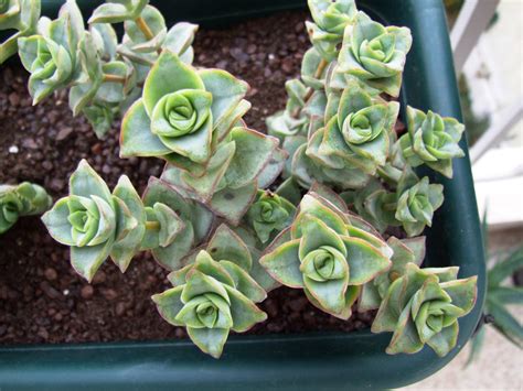 Купить крассула crassula perforata (толстянка) - цена 130 руб ...