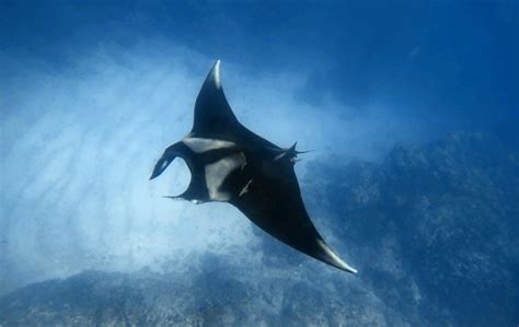 Scuba Diving With Mantas At Ca O Island Biological Reserve Costa Rica