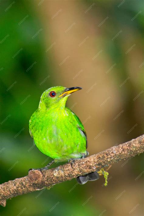 premium photo green honeycreeper tropical rainforest costa rica