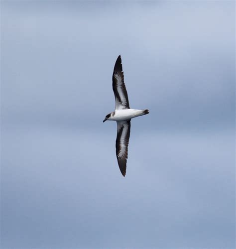 Photographicbirdlistomania Black Capped Petrel Pterodroma Hasitata