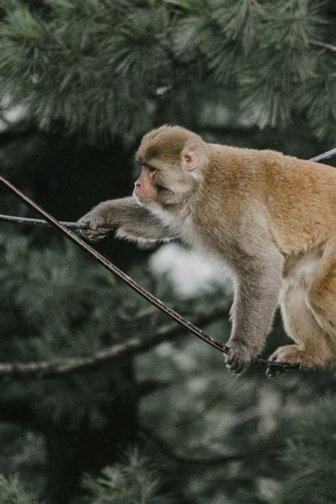 Monkey climbing · Free Stock Photo