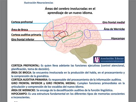 Cómo funciona el cerebro cuando aprende un idioma Psicobiología