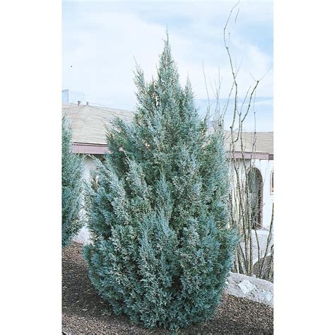 gallon blue ice cypress screening tree   lowescom