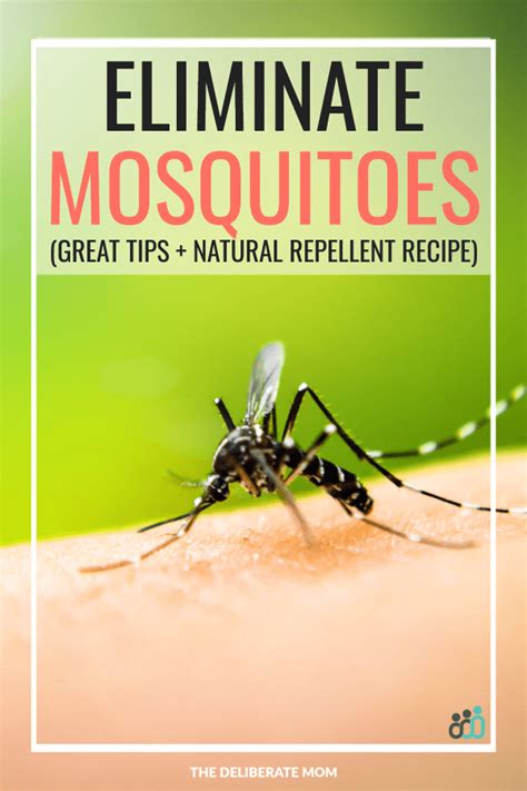 Tips To Fight Mosquitoes Homemade Mosquito Repellent