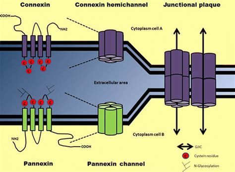 Molecular Architecture Of Connexin And Pannexin Hemi Channels And Gap