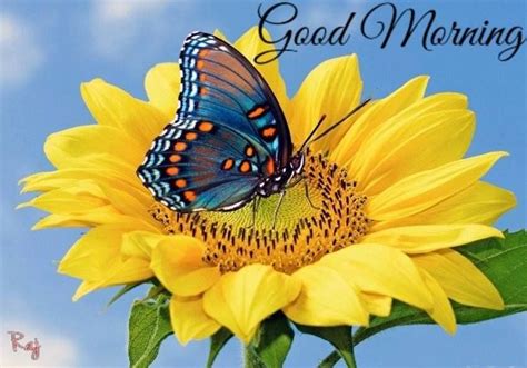 Good Morning Butterfly Wallpaper Butterfly Flowers Beautiful Butterflies