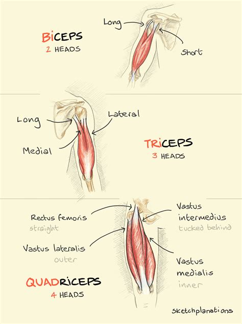 Bicep And Tricep Muscles