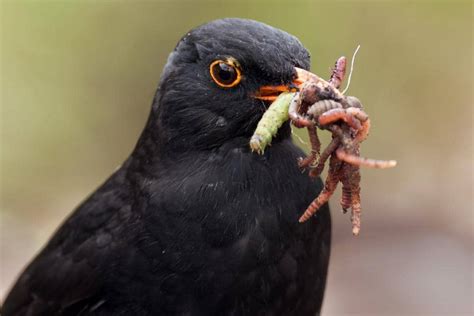 30 Birds! What Birds Eat Worms? Names Of The Birds That Eat Worms...