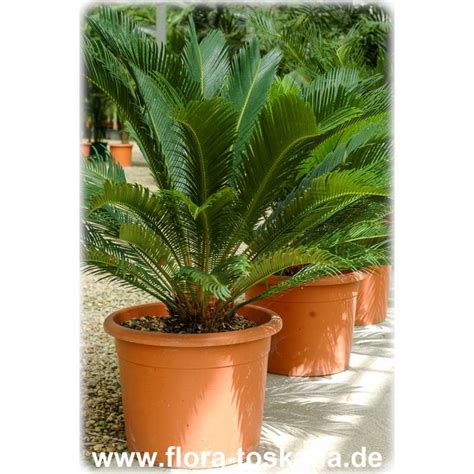 Cycas Revoluta Palmfarn Japanischer Sagopalmfarn Flora Toskana