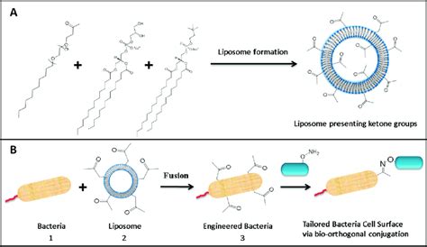 Schematic Describing The Generation Of Bio Orthogonal Liposomes For