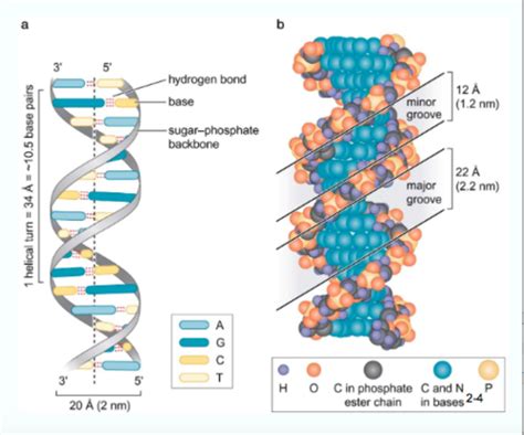 Chapter 4 Dna Structure And Analysis Flashcards Quizlet