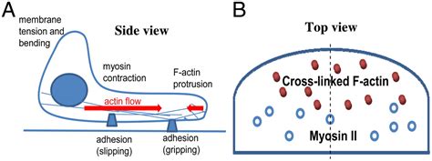 Coupling Actin Flow Adhesion And Morphology In A Computational Cell