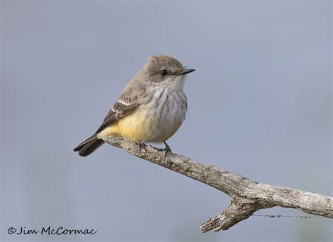 Ohio Birds And Biodiversity Two Rare For Ohio Birds