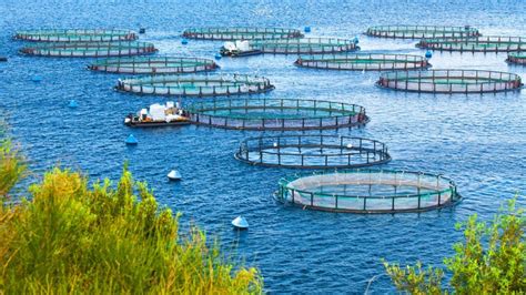 Fish Farming Techniques