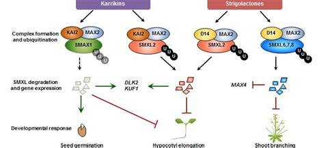 Control Of Arabidopsis Hypocotyl Growth By Strigolactone And Karrikin