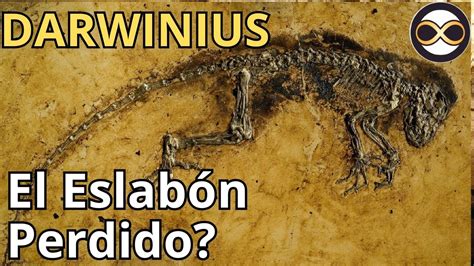 Conoce al Posible Eslabón Perdido en la Evolución Humana YouTube