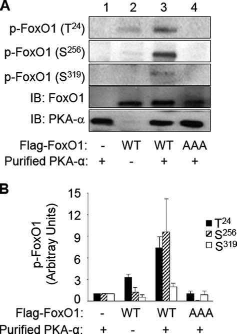 Pka Specifically Phosphorylates Foxo1 At Thr 24 Ser 256 And Ser 319