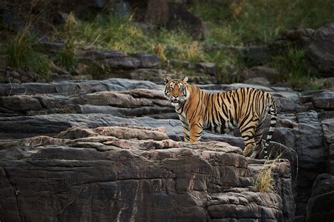 Tiger Photography Tour - Ranthambore - Wildlife Tours