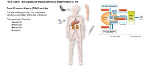 Pharmacokinetics_PK_in_Action