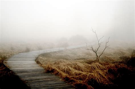 Fotos Gratis Paisaje Rbol Naturaleza C Sped Pantano Rama Nieve