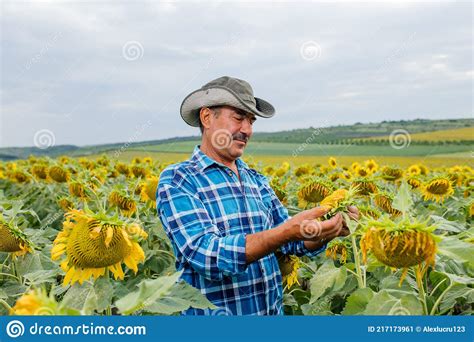 Male Farmer Or Agronomist Examining Sunflower Plant In Field Stock