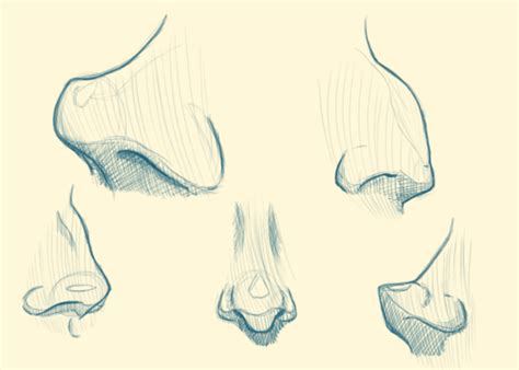 Nose Study By Chirko On Deviantart