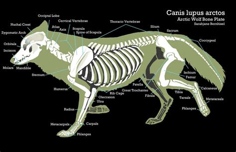 Image - Wolf anatomy.jpg | Animal Jam Clans Wiki | Fandom powered by Wikia