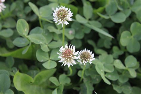 Free photo: Clover, Flowers, Wild, Plants - Free Image on Pixabay - 87944