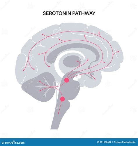 Serotonin Pathway In Brain Stock Vector Illustration Of Structure