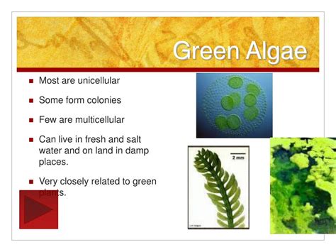 PPT - Kingdom: Protista PowerPoint Presentation, free download - ID:642663